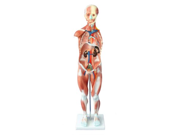 80cm de muscle humain Mâle (27 Pièces) – Image 2