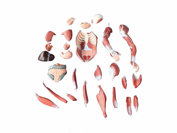 80cm de muscle humain Mâle (27 Pièces) – Image 3