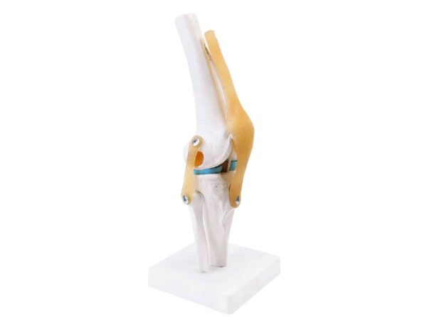 Articulation de genou avec ligaments
