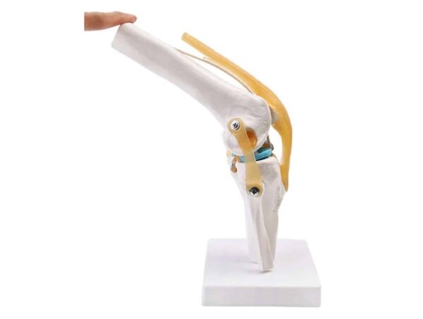 Articulation de genou avec ligaments – Image 2