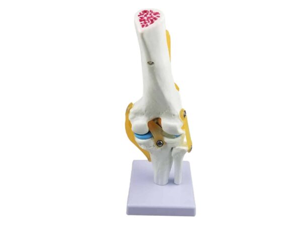 Articulation de genou avec ligaments – Image 3