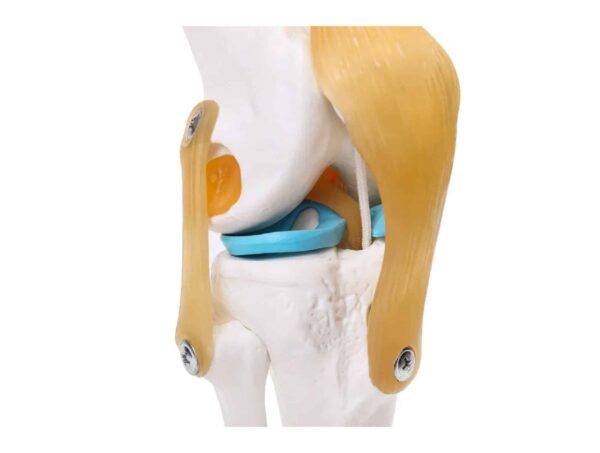 Articulation de genou avec ligaments – Image 4