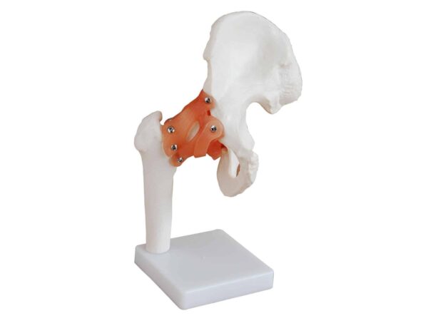 Articulation de la hanche avec ligaments