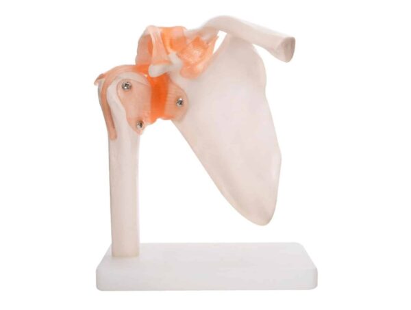 Articulation de l’epaule avec ligaments