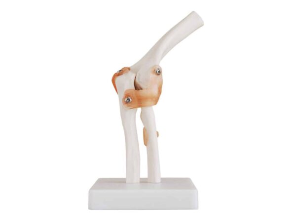 Articulation du coude avec ligaments