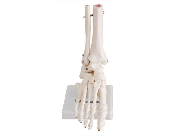 Articulation du pied 3 pièces