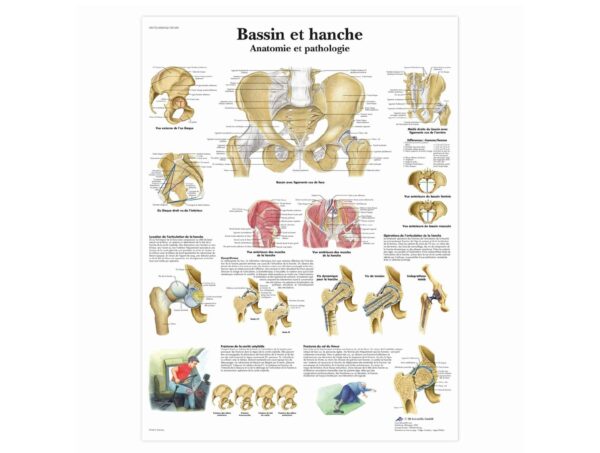 Bassin et hanche -Anatomie et pathologie