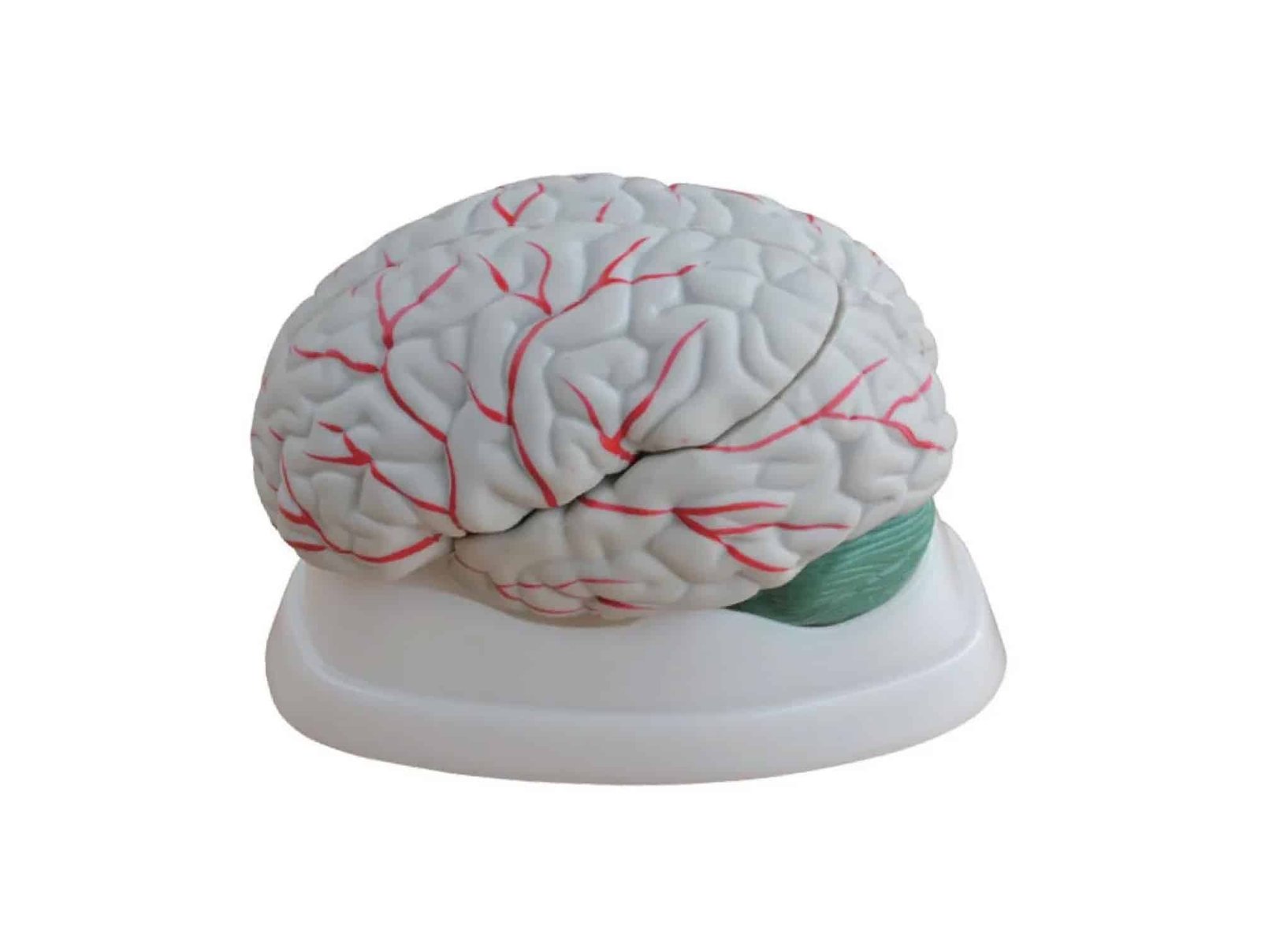 Cerveau en 3 pièces