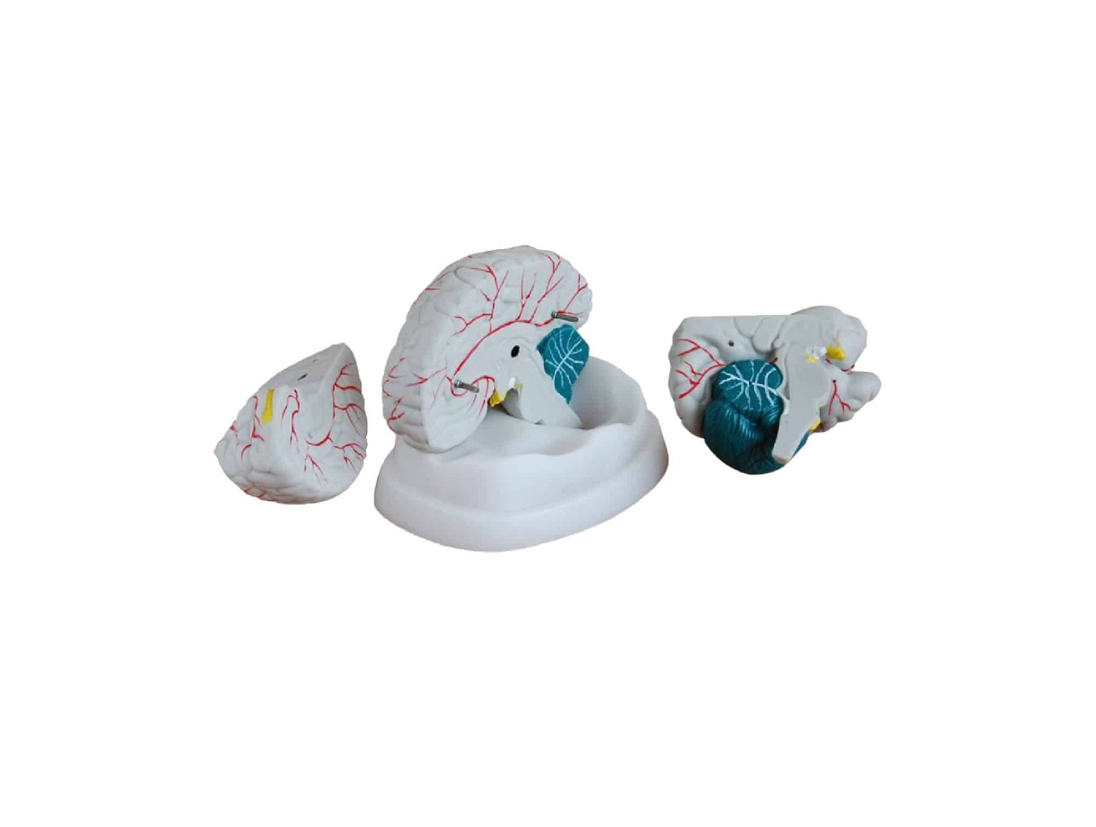 Cerveau en 3 pièces – Image 2