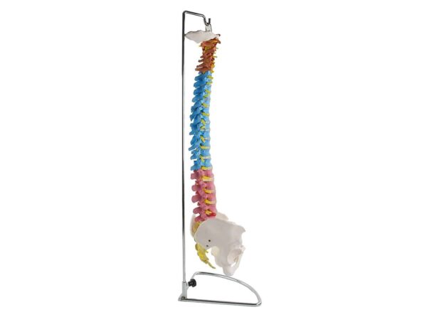 Colonne vertébrale avec bassin flexible – Image 2