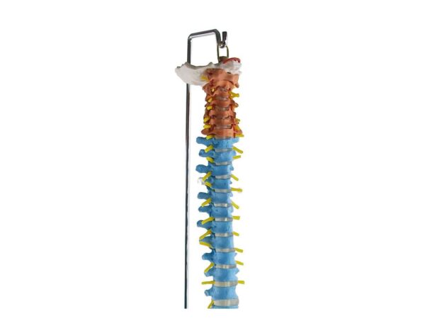 Colonne vertébrale avec bassin flexible – Image 3