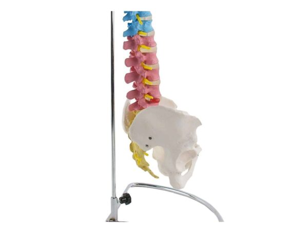 Colonne vertébrale avec bassin flexible – Image 4