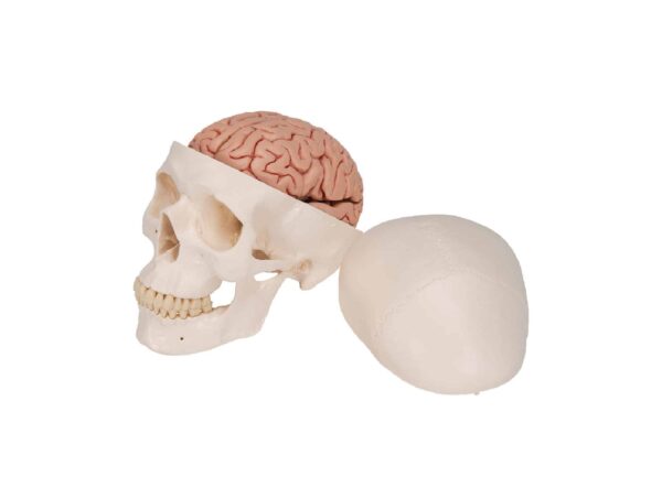 Crâne avec cerveau, en 8 parties – Image 4