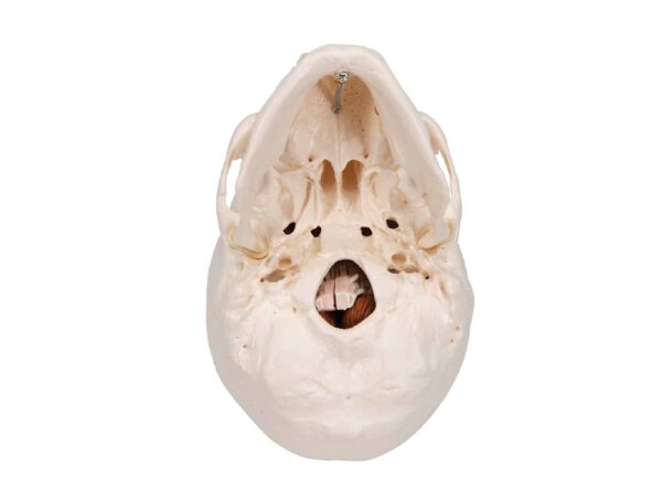 Crâne avec cerveau, en 8 parties – Image 6