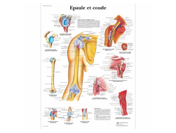 Epaule et coude