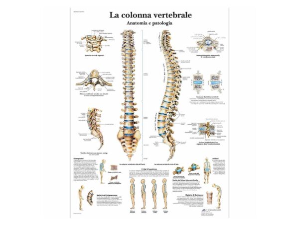 La colonne vertébrale, Anatomie et pathologie