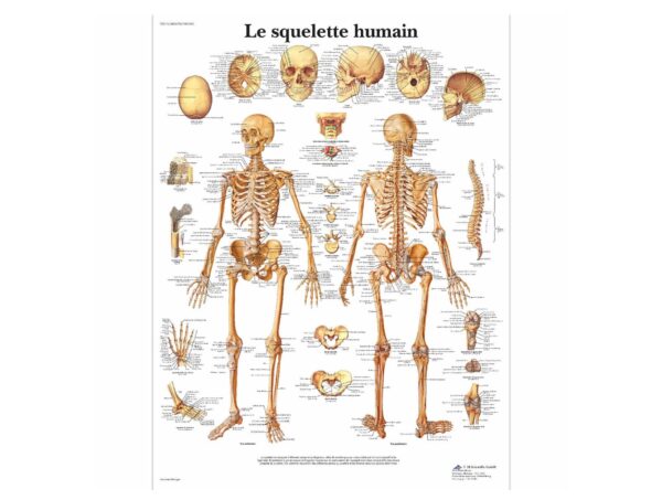 Le squelette humain