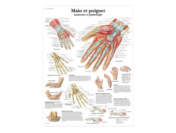 Main et poignet – Anatomie et pathologie