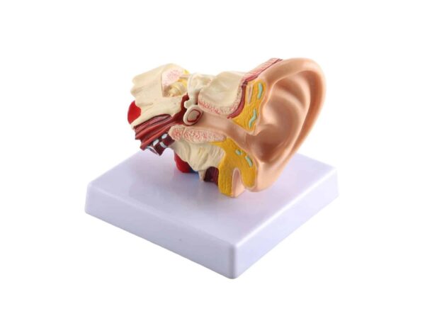 Modèle d’oreille de bureau – Image 3