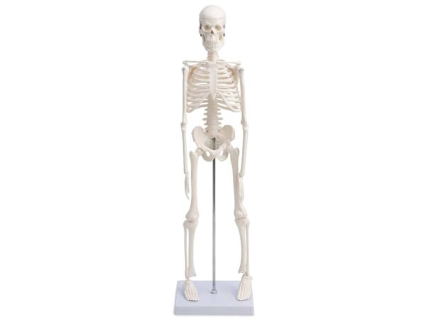 Squelette humain sur support roulant 180 cm