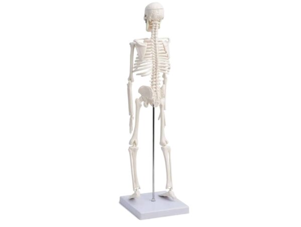 Squelette humain sur support roulant 180 cm – Image 3